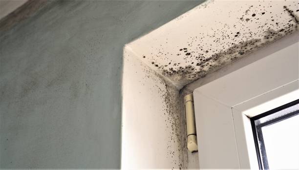 Best Real Estate Mold Inspection  in Sac City, IA
