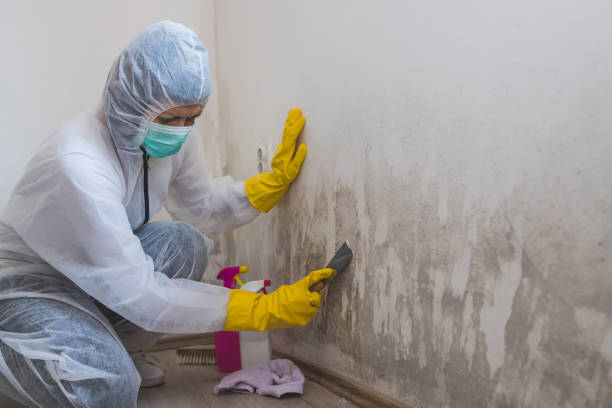 Trusted Sac City, IA Mold Removal Experts