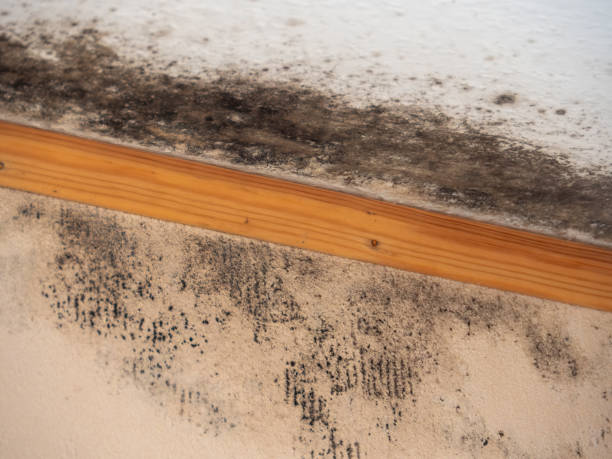 Best Biohazard Mold Removal  in Sac City, IA