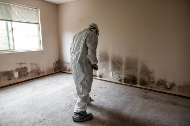 Best Mold Removal for HVAC Installations  in Sac City, IA