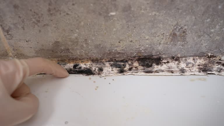 Best Mold-Related Health Consultation  in Sac City, IA